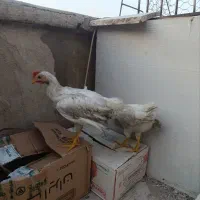 تیمچه خروس