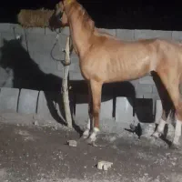 کره مادیون درشور