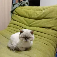 واگذاری گربه در رشت