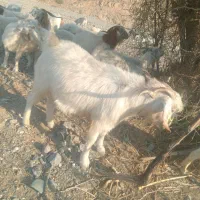 ‌نری‌۱۷‌به‌بالا