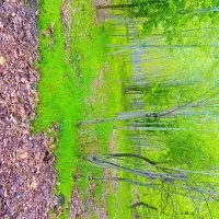 باغچه  ویلایی پلاک دوم رودخانه فرصت سرمایه گذاری