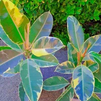 حراج گلهای اپارتمانی