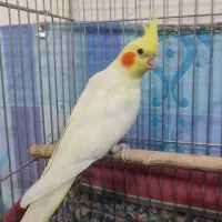 عروس هلندی ماده