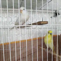 مرغ عشق