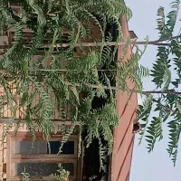 گرگان ساری