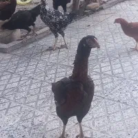 مرغ خروس لاری