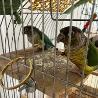 طوطی گرینچیک زوج خوشبخت سخنگو دولت