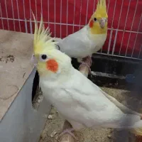 خرید فروش معاوضه عروس کوتله قناری پرنده باقیمت خوب