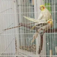 عروس هلندی مولد