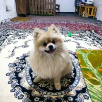 پامر برای جفت