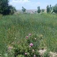استخدام باغبان