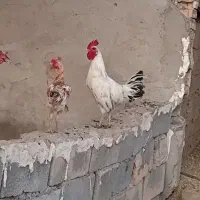 خروس