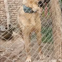 واگذاری ماده ۳ساله