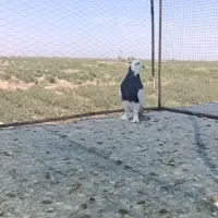 طوقی