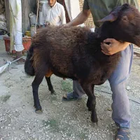 گوسفندنر افشاری