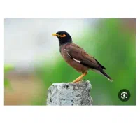 مرغ مینا