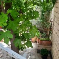 ویلایی بهشتی  ۳۰۰ متربنا مستقل