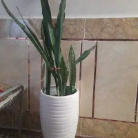 گل سانسوریا