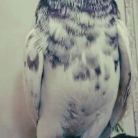 کفتر|پرنده|بمپور, |دیوار