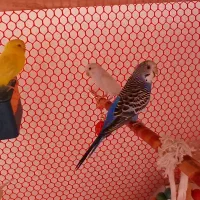 ۸عدد مرغ عشق سالم کشیده