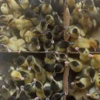 جوجه اردک پکنی