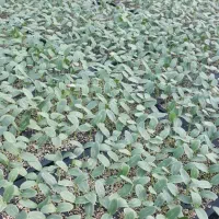 نشا خیار گلخانه نادری