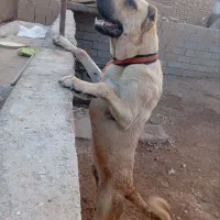 سگ نگهبان