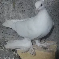 کبوتر گره و درجای جملگی