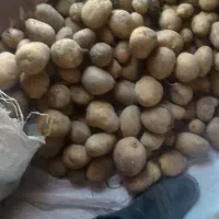 فروش سیب زمینی بذری