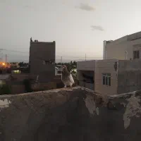 کفتر|پرنده|مشهد, کاظم آباد|دیوار