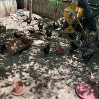 مرغ رسمی تخمگذار