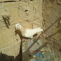 صید