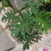 گل طبیعی برگ انجیری وبرگ پنجه