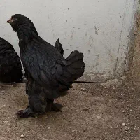 نیمچه مرندی ۳ ماهه
