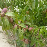 باغ  چناران ویلای نیمه سازفروشی