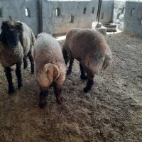 بره چاق برای قربانی