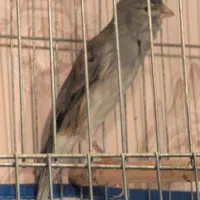 دو جفت قناری