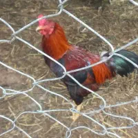 خروس  لاری بندرگز روستایی سرطاق
