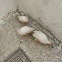 جوجه مرغ و خروس