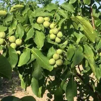 نهال گردو دیرگل اصلاح شده