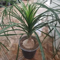 فروش لیندا بسیار جذاب