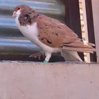 کفتر کبوتر شهری