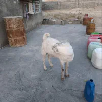 بز و نری