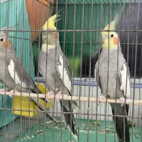 سه عدد عروس هلندی
