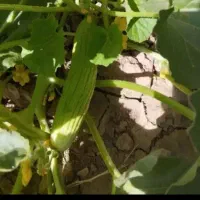 خیار چنبر