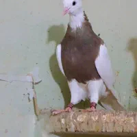 پرنده زینتی مژدگانی