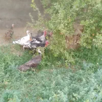 فروش بوقلمون