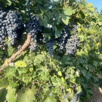 فروش انگور سردشتی