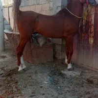 اسب|اسب و تجهیزات اسب‌سواری|نجف‌آباد, کهریزسنگ|دیوار