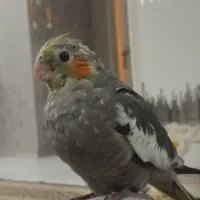 جوجه عروس هلندی